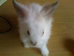 A4 - Angora Rabbit Rabbit