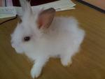 A4 - Angora Rabbit Rabbit