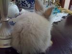 A5 - Angora Rabbit Rabbit