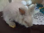 A5 - Angora Rabbit Rabbit