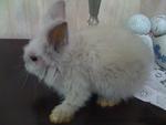 A5 - Angora Rabbit Rabbit