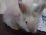 A5 - Angora Rabbit Rabbit