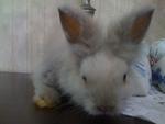 A5 - Angora Rabbit Rabbit