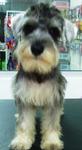 PF6774 - Schnauzer Dog