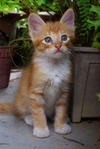 male, 2 mths +, long hair, golden and white