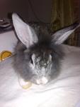 Comot - Lionhead + Angora Rabbit Rabbit