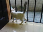 Romie - Domestic Medium Hair Cat