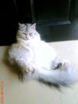 Fifi - Domestic Long Hair Cat