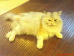 Fifi - Domestic Long Hair Cat