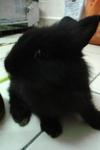 Chubby - Lionhead Rabbit