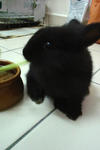 Chubby - Lionhead Rabbit