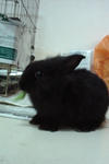 Chubby - Lionhead Rabbit