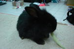 Chubby - Lionhead Rabbit