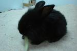 Chubby - Lionhead Rabbit