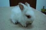 Kiki - Lionhead Rabbit