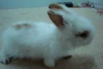 Kiki - Lionhead Rabbit