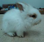 Kiki - Lionhead Rabbit