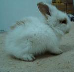 Kiki - Lionhead Rabbit