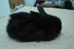 Furry - Lionhead Rabbit