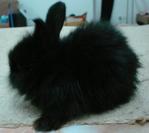 Furry - Lionhead Rabbit