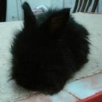 Furry - Lionhead Rabbit