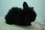 Furry - Lionhead Rabbit