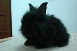 Furry - Lionhead Rabbit