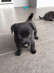 Furballs - Mixed Breed Dog