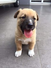 Furballs - Mixed Breed Dog