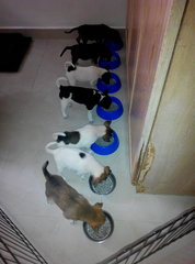 8 Puppies ( Toilet Trained) - Mixed Breed Dog