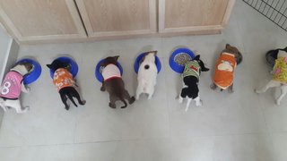 8 Puppies ( Toilet Trained) - Mixed Breed Dog