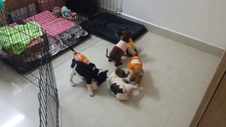 8 Puppies ( Toilet Trained) - Mixed Breed Dog