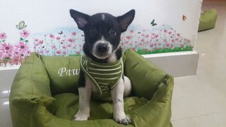 8 Puppies ( Toilet Trained) - Mixed Breed Dog