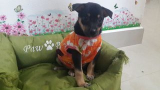 8 Puppies ( Toilet Trained) - Mixed Breed Dog