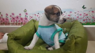 8 Puppies ( Toilet Trained) - Mixed Breed Dog