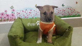 Pup 2 - Adopted 