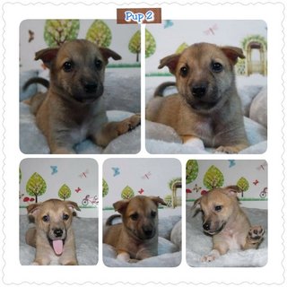 Pup 2 - Adopted 