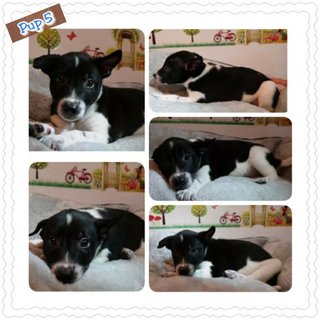 8 Puppies ( Toilet Trained) - Mixed Breed Dog