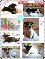 8 Puppies ( Toilet Trained) - Mixed Breed Dog