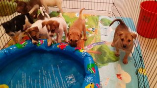 8 Puppies ( Toilet Trained) - Mixed Breed Dog