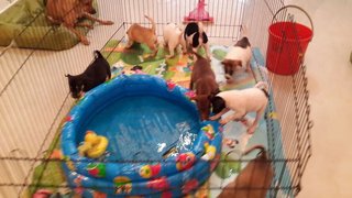 8 Puppies ( Toilet Trained) - Mixed Breed Dog