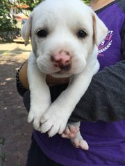 Snowy - Mixed Breed Dog