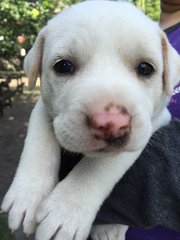 Snowy - Mixed Breed Dog