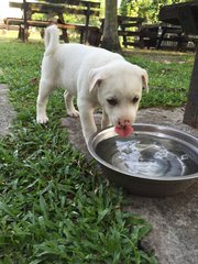 Snowy - Mixed Breed Dog