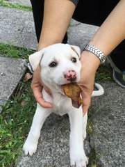 Snowy - Mixed Breed Dog