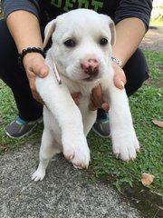 Snowy - Mixed Breed Dog