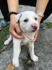 Snowy - Mixed Breed Dog