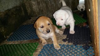 Snowy - Mixed Breed Dog