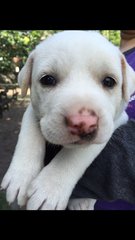 Snowy - Mixed Breed Dog