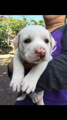 Snowy - Mixed Breed Dog